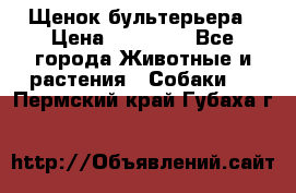 Щенок бультерьера › Цена ­ 35 000 - Все города Животные и растения » Собаки   . Пермский край,Губаха г.